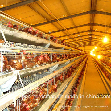 Équipement automatique de ferme de poulet de couche avec la certification de GV